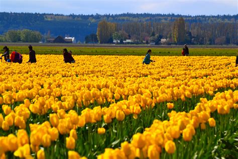 tulalip flowers